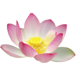 lotus flower favicon